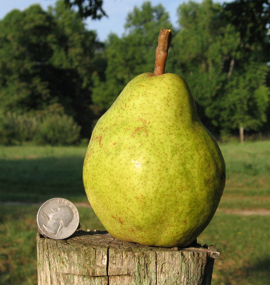 What are some pear tree varieties?