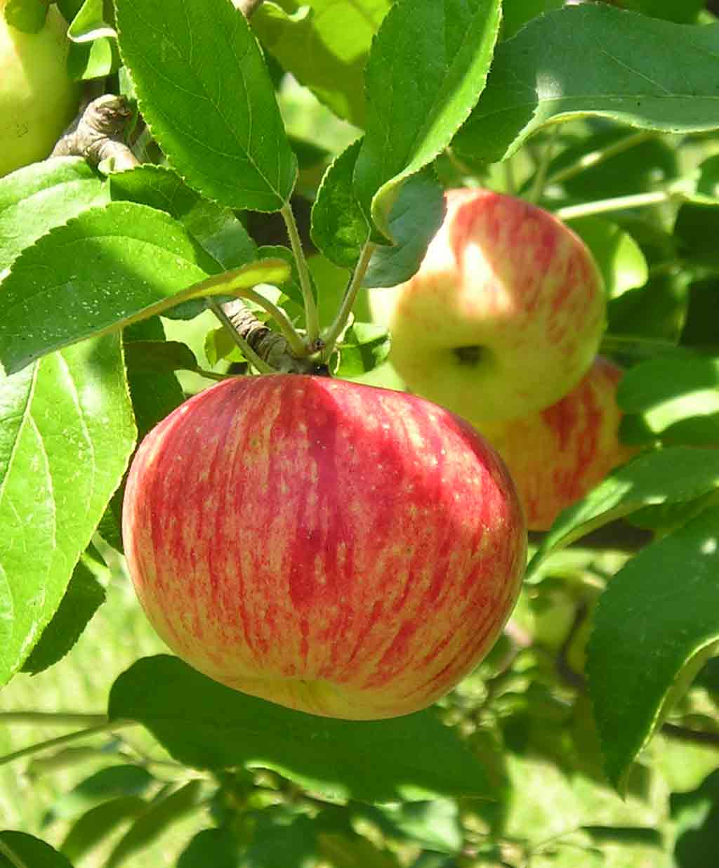 beautiful striped apple