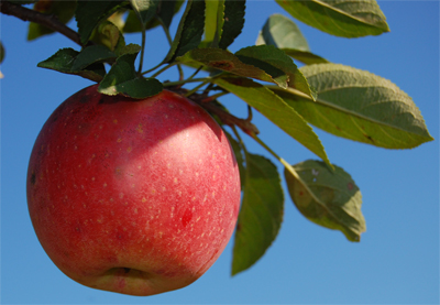 red apple against blue sky