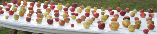 a table with colorful apples