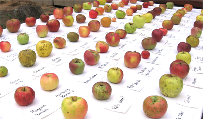 table of many apples