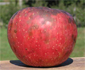 red apple