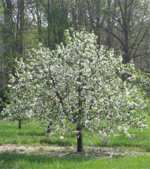 apple tree in bloom