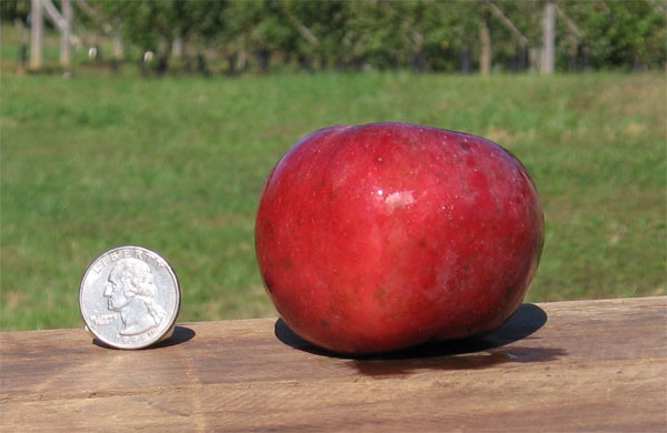 Liberty Apple Tree – Morse Nursery