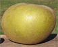 russet apple