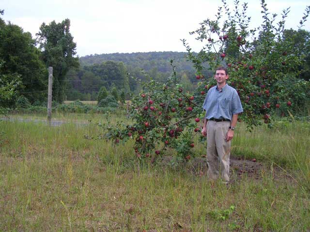 مبيعات أشجار الفاكهة في فيرجينيا