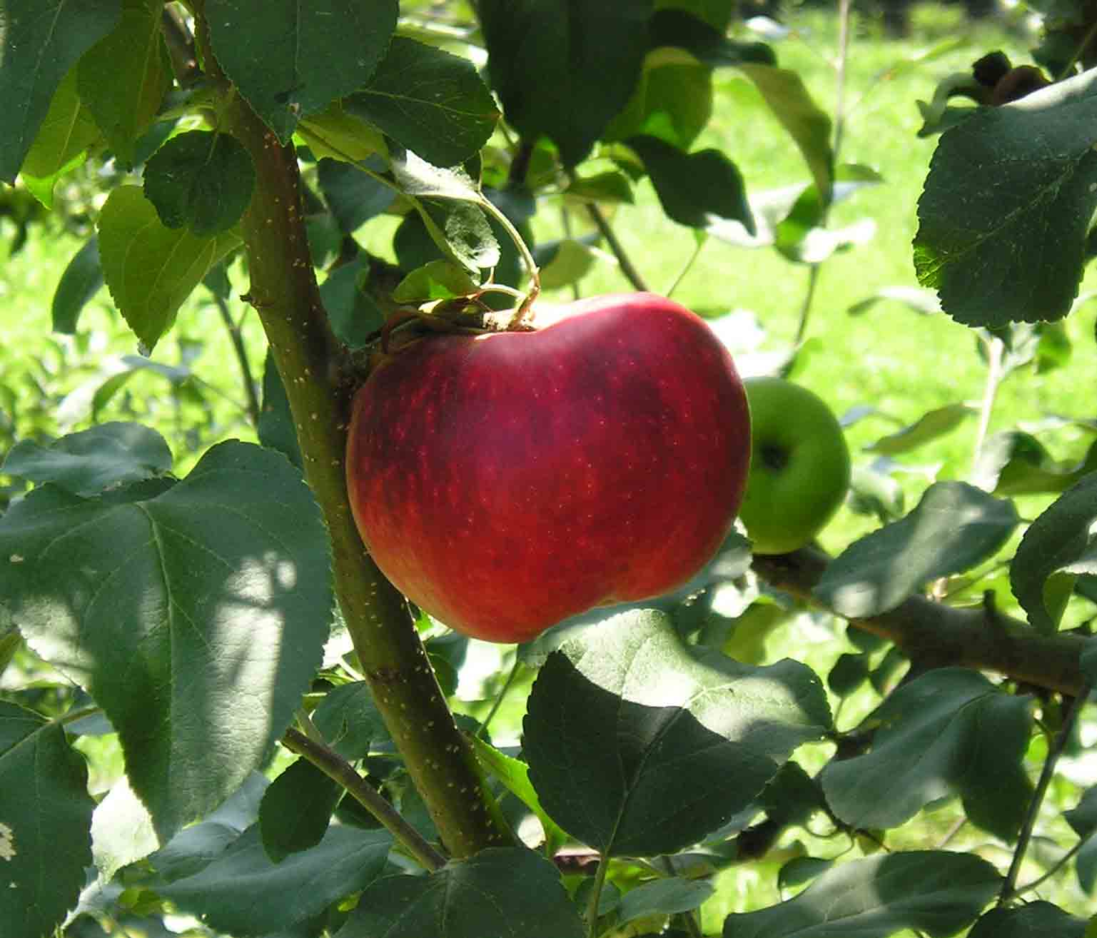 Red Delicious Apple Tree – Green Thumbs Garden