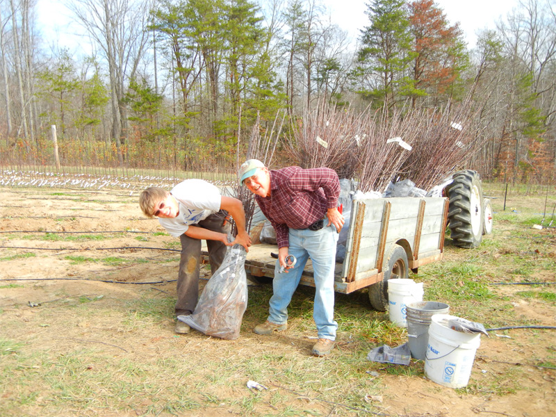 digging trees